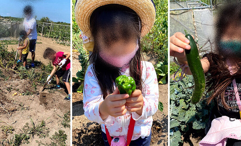 キリアンファーム灼熱の大収穫祭～夏野菜採ったどー！！！