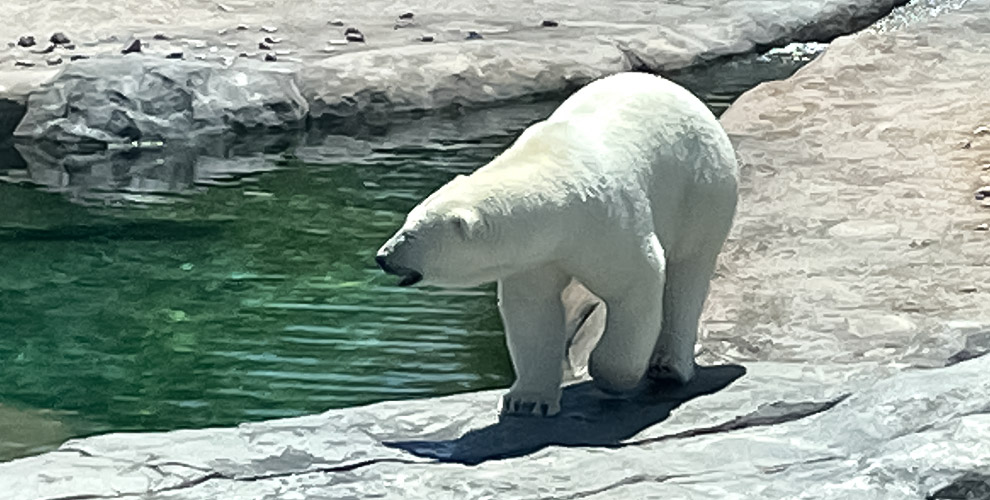 円山動物園03