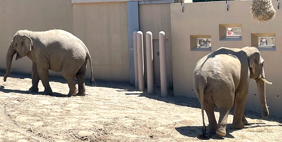 円山動物園04