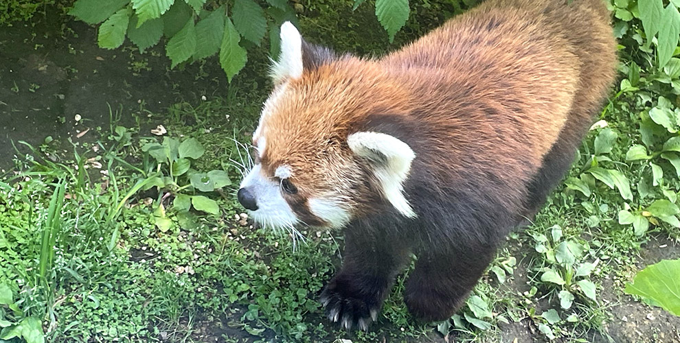 円山動物園05