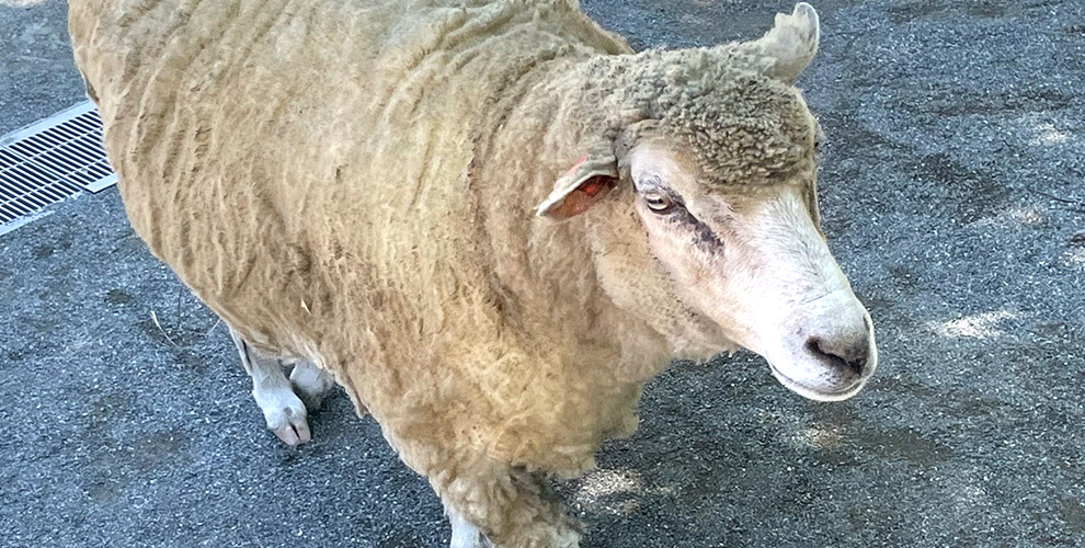 円山動物園06